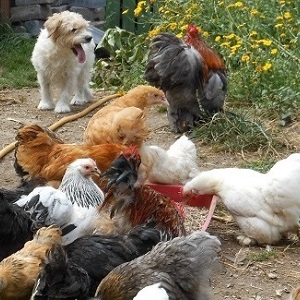 numpty the dog guarding the chickens, Pekin bantam chickens